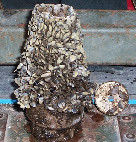 a check valve covered with zebra mussels