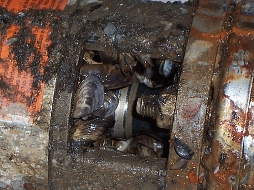 a submersible water pump blocked by zebra mussels