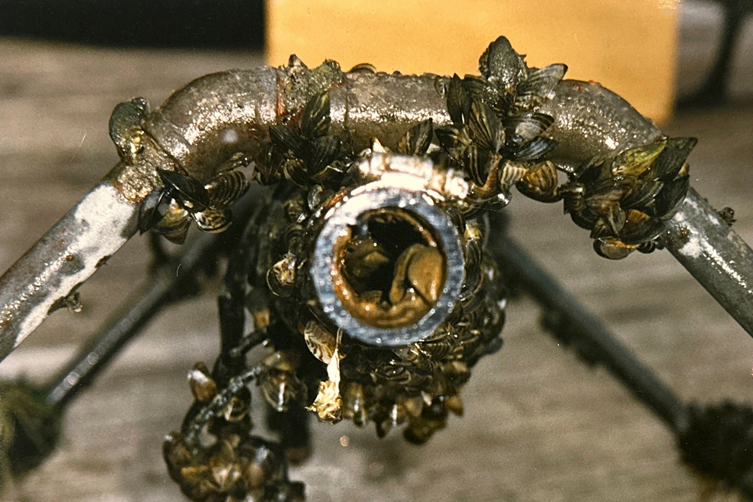 this water intake line removed from a lake shows zebra mussel buildup on the inside